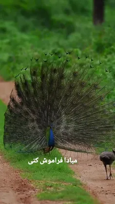 سلام و احترام🌷یکم زیبایی ببینیم😍