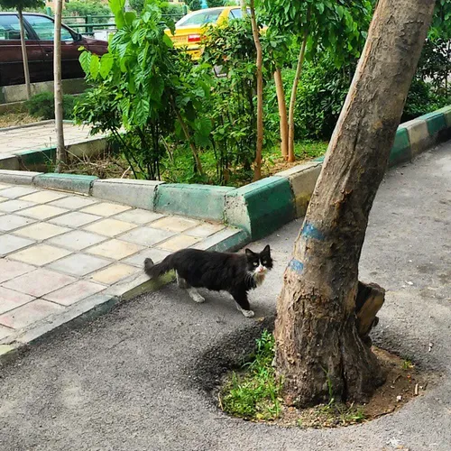 dailytehran Tehran Iran cat city animal animals street st