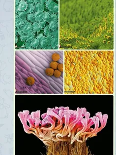 تصاویر میکروسکوپی حیرت‌انگیز از زندگی گیاهی 