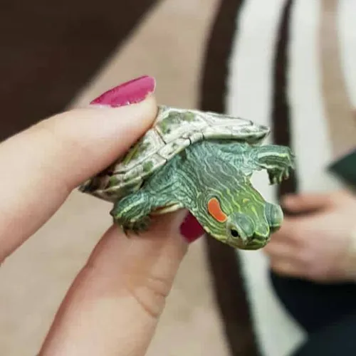 new friend🐢 🐢 🐢 🐢 y