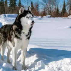 کدوم و بیشتر دوست دارین؟🐕