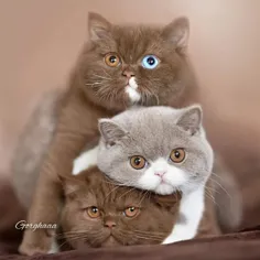 آیا میدانید دلیل دو رنگی چشم #گربه ها چیست ؟