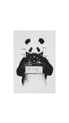 🐼