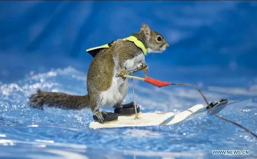 اسکی روی آب سنجاب . . .