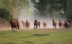 زیبایی اسب