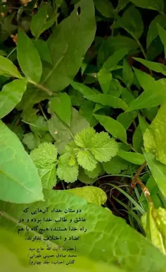 دوستان خدا آنهایی که عاشق و طالب خدا بوده و در راه خدا هس