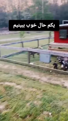 یکم حال خوب ببینیم ...