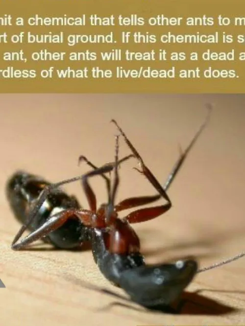 مورچه های مرده از خود مواد شیمیایی ترشح می کنند تا به دیگ