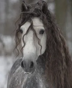 ببینید این موی فر چیه که حتی اسب رو هم خوشگل تر میکنه 🥲🤌🏻