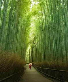 جنگل #بامبو کیوتو از زیباترین مناطق جهان است. بخصوص اینکه