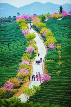منطقه ای زیبا در ووهان  چین
