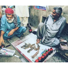 Men selling lizard oil extracted from the Hardwicke’s spi