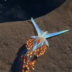 اینم گونی از حلزون هاست خوشگل زیبا زهرآگین خطری 