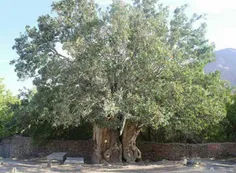 کهنسال ‌ترین درخت پسته جهان 