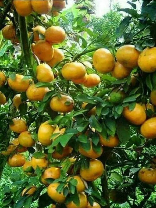 خوراکی میوه ها نارنگی ، تصویر پشت صفحه ،