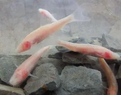 غار ماهی کور در لرستان شگفت‌انگیزترین گونه ماهی را در دل 