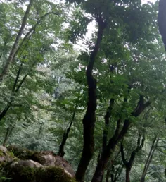 جنگل چالوس