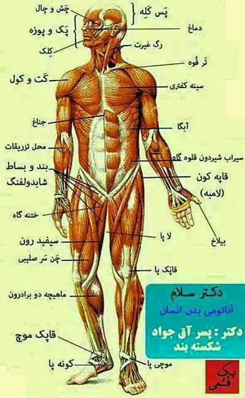 آناتومی بدن انسان به زبان پسرآق جواد شکسته بند:-)