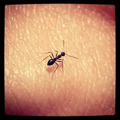 مورچه روی دست خودم