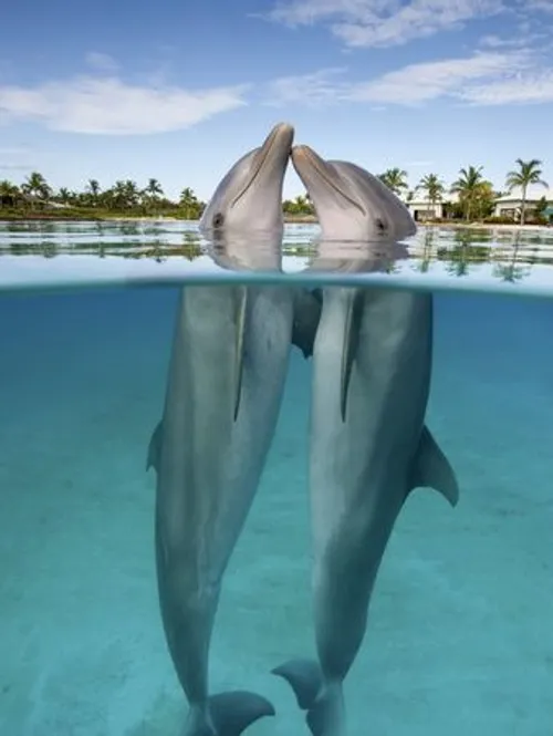 dolphin دلفین