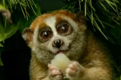 چشم گرد تنبل ( slow loris ) برای اینکه نوزاد خود را از دس