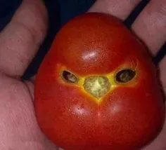انگری گوجه