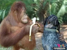 عزیزم بیا موز بخور٬نمیخوام ولم کن میمون بدقواره