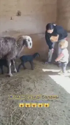 بچه رو بردن گوسفند ببینه😬🥲