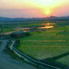 نمایی از برنج کاری روستامون