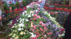 نمایشگاه گل و گیاه در اصفهان