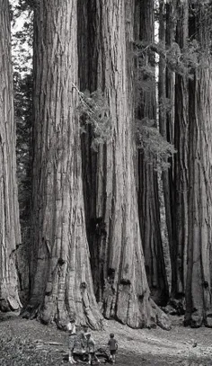 درختان برج مانند سکویا در نوادای آمریکا؛مقایسه اندازه این