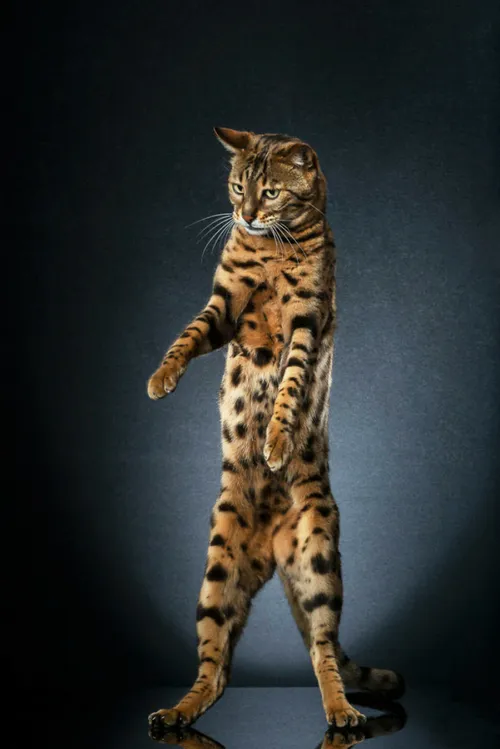 عکاسی از گربه های ایستاده ری ناد، عکاس سوئیسی، با الهام ا