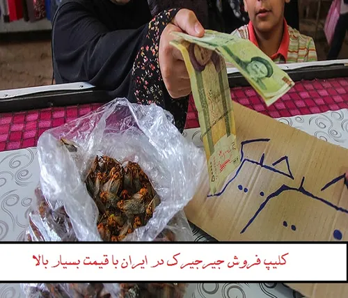 کلیپ فروش جیرجیرک در ایران با قیمت بسیار بالا