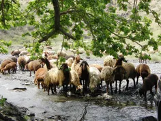 🕊 🌹 عید قربان است ای یاران گل افشانی کنید