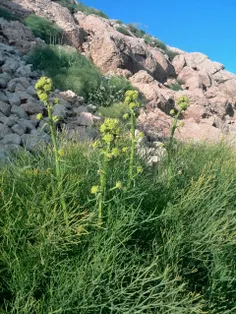#گل چنور،  گلی که تو کوه های کردستان رشد میکنه، و بوی خاص