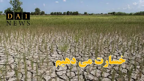 رئیس شعب بانک کشاورزی گلستان: خسارت های ناشی از خشك سالی 
