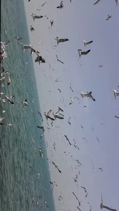 بوشهر ، دریا