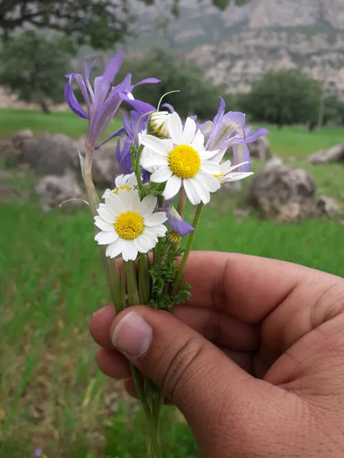 ای که شبنم عشقت زیباترین شبنمی بود که بر روی گلبرگ های قل