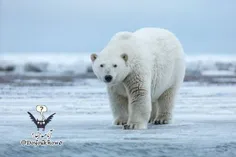 یک انسان کبد یا همان جیگر یک خرس قطبی رو بخوره درجا میمیر
