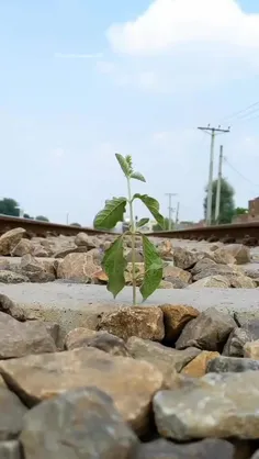 زندگی در ایران