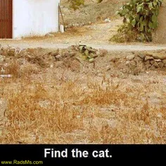 میتونین گربه رو پیدا کنین برا کمک نیمه بالا رو نگا کنین