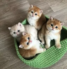چهار بچه گربه زیبا