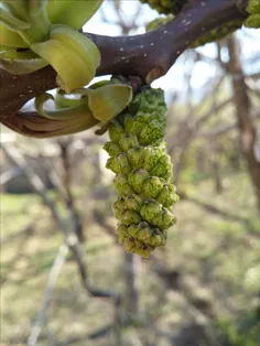 شکوفه گردو