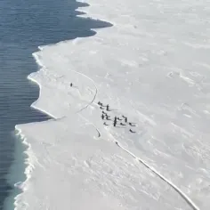 ویدیوئی جالب از تلاش لحظه آخری یک پنگوئن برای رسیدن به خا