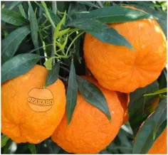 #نارنج بهترین دارو برای سنگ کیسه صفرا است👌 