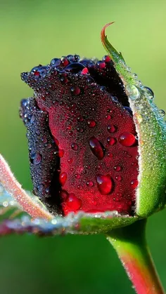 وای گل رز زیبا قطره قطره آب می چکد خیلی قشنگه