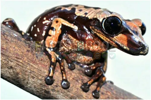 تنها 1 گرم از سم قورباغه ای به نام Bruno's casque-headed 