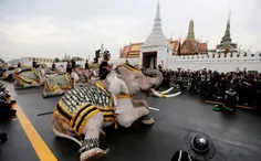 عکس | ادای احترام فیل‌ها به پادشاه تازه فوت شده تایلند
