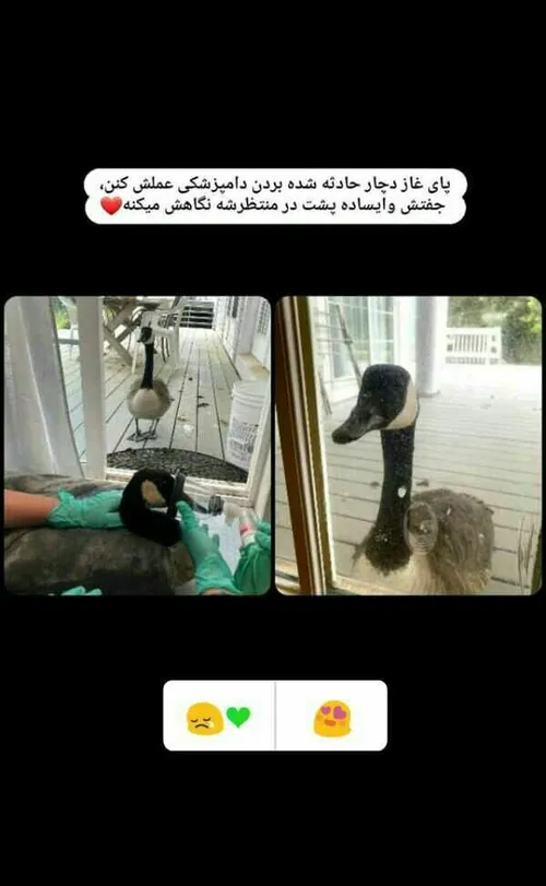 جفت وفادار😍❤