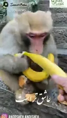 میمون موز دوست